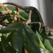 Chameleon Shrek