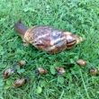 Achatina reticulata