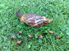 Achatina reticulata